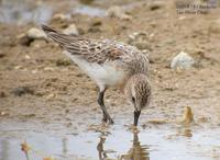 Red-Necked Stint Calidris ruficollis 좀도요