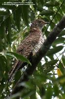 Oriental Cuckoo (a hepatic female)