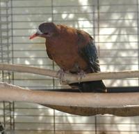 Stephan's dove Chalcophaps stephani