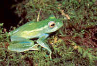 : Boophis luteus septentrionalis; Northern Green Treefrog