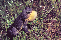 : Bufo granulosus