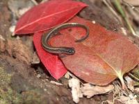 : Eurycea quadridigitata; Dwarf Salamander