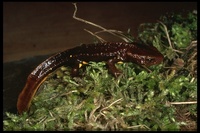 : Paramesotriton deloustali