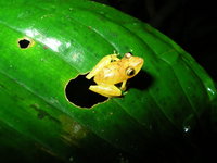 : Pristimantis caryophyllaceus