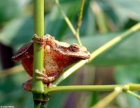 : Pseudacris crucifer crucifer; Northern Spring Peeper