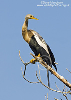 : Anhinga anhinga; Anhinga