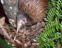 : Apteryx australis; North Island Brown Kiwi