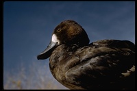 : Aythya affinis; Lesser Scaup