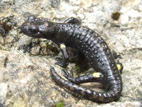 : Salamandra atra pasubiensis; Alpine Salamander