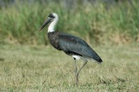 : Ciconia episcopus; Wooly-necked Stork