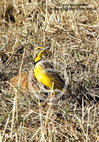 : Macronyx croceus; Yellow-throated Longclaw