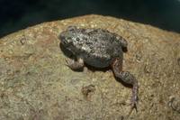 : Uperoleia altissima; Montane Toadlet