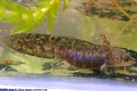 : Tylototriton verrucosus; Himalayan Newt