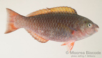 : Chlorurus sordidus