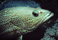 : Epinephelus merra; Honeycomb Grouper