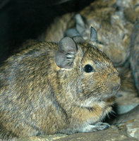 : Octodon degus; Degu