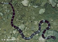 : Bungarus ceylonicus; Sri Lankan Krait