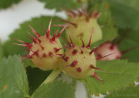 : Diplolepis polita; Spiny Leaf Gall Wasp