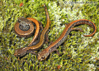 : Plethodon larselli; Larch Mountain Salamander