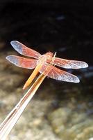 : Libellula saturata; Big Red Skimmer