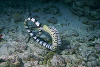 : Laticauda sp/ gymnothorax fimriatus; Banded Sea Krait/ Moray Eel