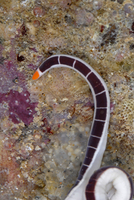 : Micrura verrilli; Purple Ribbon Worm