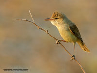 Clamorous Reed-Warbler Scientific name - Acrocephalus stentoreus