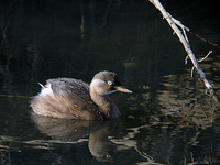 논병아리 Tachybaputus ruficollis | little grebe