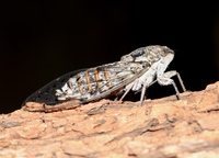 Cicada orni