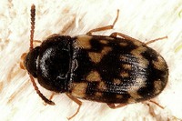 Mycetophagus atomarius