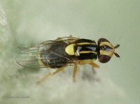 Thaumatomyia glabra