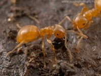 Lasius flavus - Yellow meadow ant