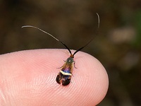 Adela croesella