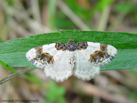 Ligdia adustata - Scorched Carpet