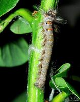 Phyllodesma tremulifolia