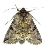 Abrostola tripartita - The Spectacle