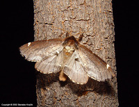 Odontosia carmelita - Scarce Prominent