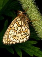 Proclossiana eunomia - Bog Fritillary