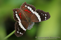 Anartia fatima