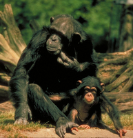 Chimpanzee (Pan troglodytes)