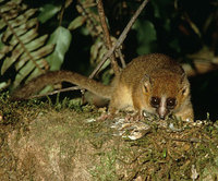 Brown mouse lemur (Microcebus rufus)