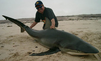 Carcharhinus brachyurus, Copper shark: fisheries, gamefish