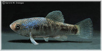 Cyprinodon rubrofluviatilis, Red River pupfish: aquarium