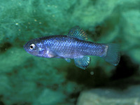 Cyprinodon macularius, Desert pupfish: aquarium