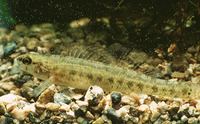 Etheostoma fusiforme, Swamp darter: