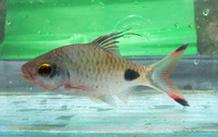 Puntius filamentosus, Blackspot barb: fisheries, aquarium