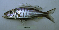 Bathybates graueri, : aquarium