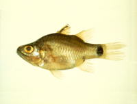Apogon hyalosoma, Humpbacked cardinalfish: