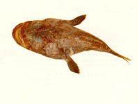 Lophiodes gracilimanus, :