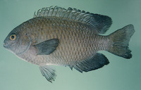 Pomacentrus milleri, :